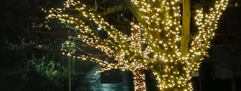 c1652892 8f77 4595 bbbe 0bf31d77243b