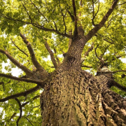 best native trees thumb 94828a7f 6637 41f0 8cbc ed4d7636e039