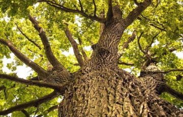 best native trees thumb 94828a7f 6637 41f0 8cbc ed4d7636e039