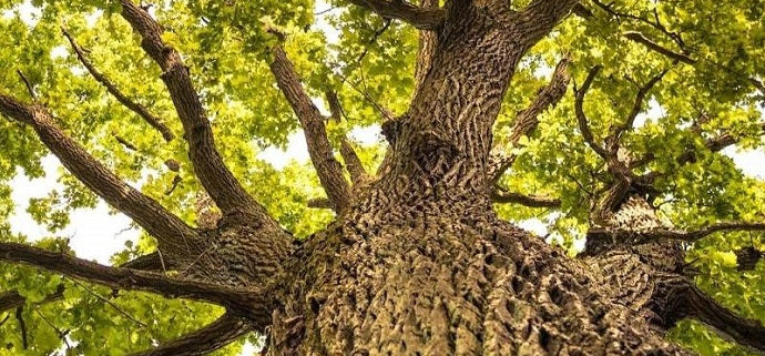 best native trees thumb 94828a7f 6637 41f0 8cbc ed4d7636e039